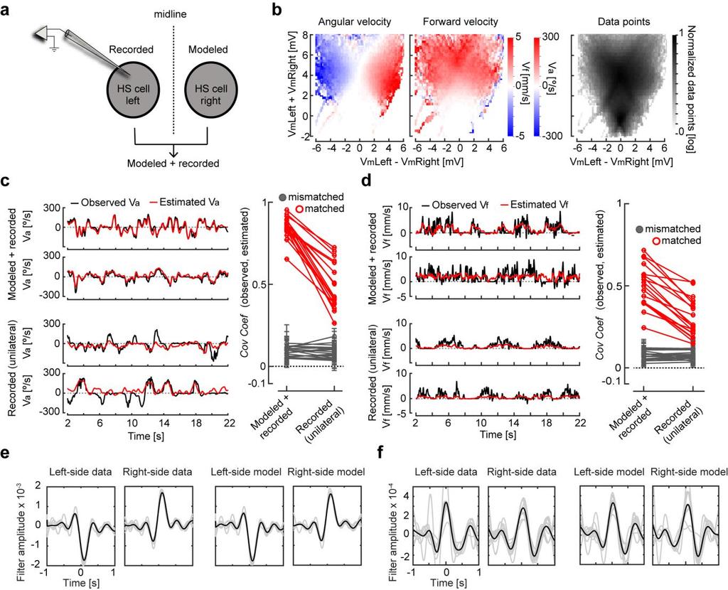 Supplementary Figure 9 Decoding walking velocities from the bilateral activity of HS cells (a) Recordings from HS cells on one side of the brain were combined with predicted HS dynamics of the other