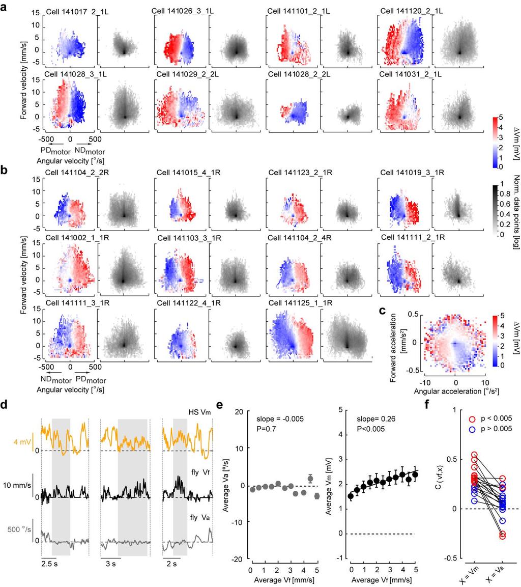 Supplementary Figure 4 Walking direction and speed sensitivity in HS cells (a) Change in Vm of left-side HS cells with respect to quiescence (ΔVm, color-coded) as a function of the forward and