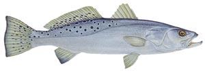 III. LOCAL LEVELS Spotted Seatrout Spotted seatrout provides a good example of the effect of harvest.
