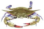 Bay trawl catches for brown shrimp appear to be stable for the Corpus Christi Bay and the Upper Laguna Madre. Blue Crab Commercial landings of blue crabs in Texas are the lowest since 1969.