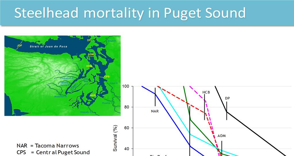 ~80% mortality in Puget Sound within 2 3 weeks Mortality of wild
