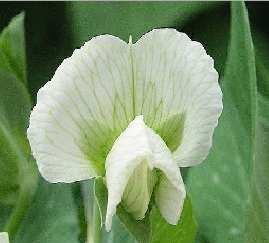 A white flowered plant is crossed with a plant that is heterozygous for