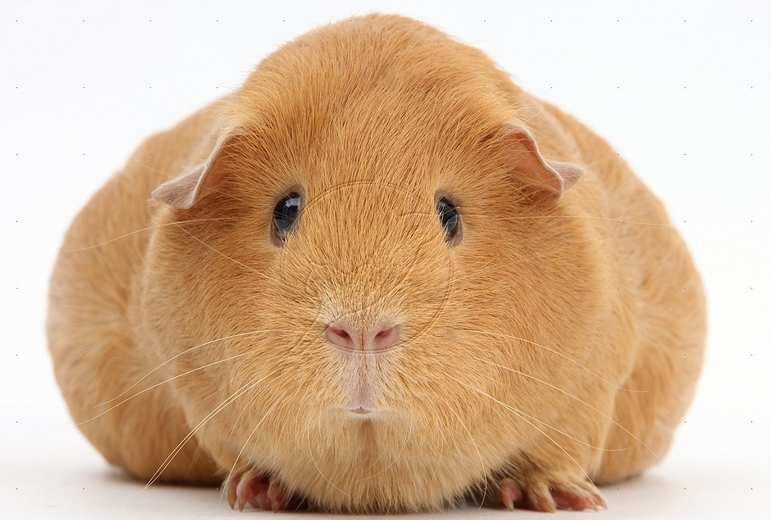 What genotype would a pure breeding short haired guinea pig have? What genotype would a long haired guinea pig have? 13.