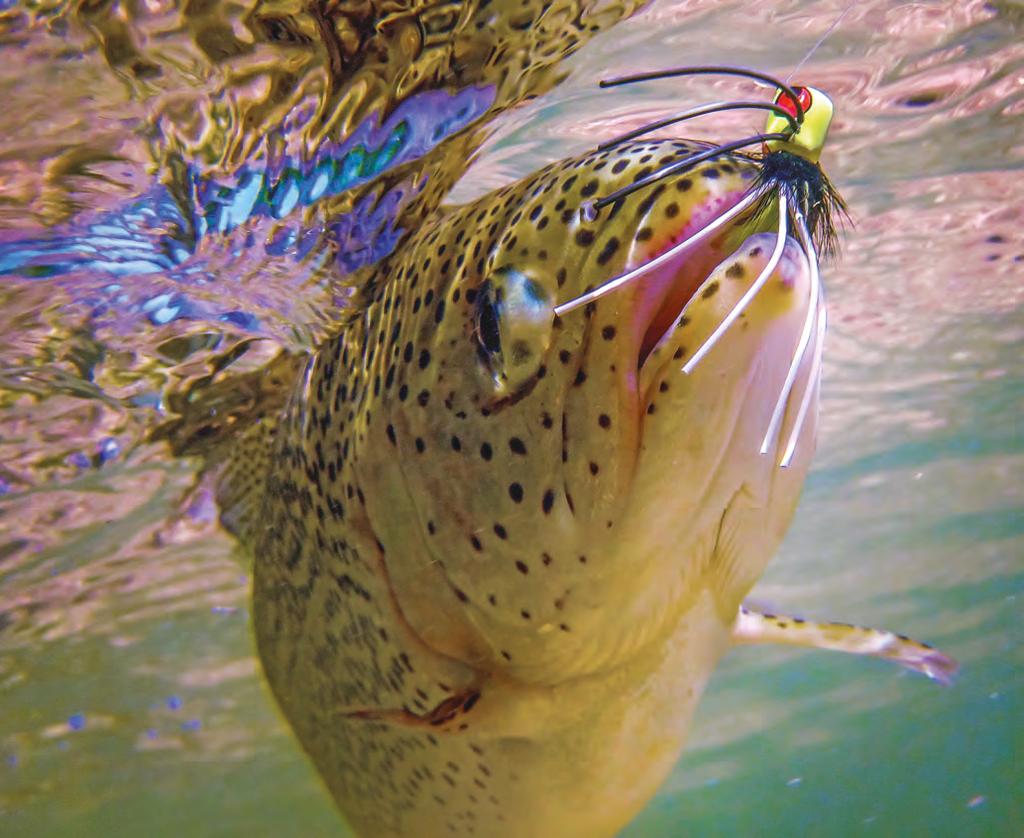 F lies es between Fly fishing allows anglers to im- - itate natural prey using artificial ial flies.