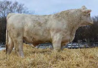 15/15 WW: 735 lbs AOD: 4 CE 56.5 BW 0.5 WW 41 YW 68 M 17 TM 37 Compass is a very long bodied, good haired bull. He has a good top.