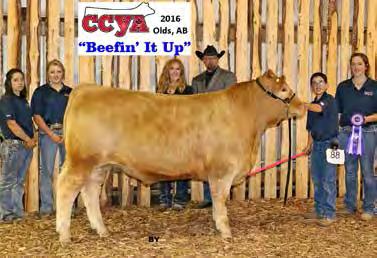 15/15 WW: 820 lbs AOD: 8 Caster is a long bodied, large framed 46X son. CE 49.2 BW 1.