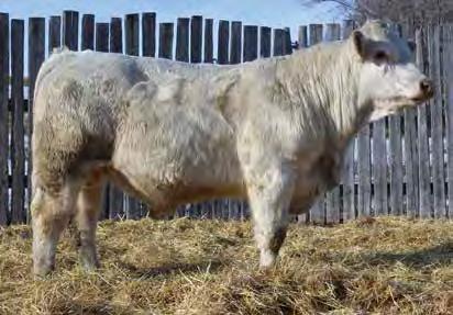 3 WW 53 YW 90 M 15 TM 41 Cody is an easy moving, medium framed bull with lots of eye appeal! Creator is a long bodied, good haired bull.