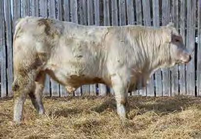 This bull is tested HOMOZYGOUS POLLED. This bull is LEPTIN TEST CT.