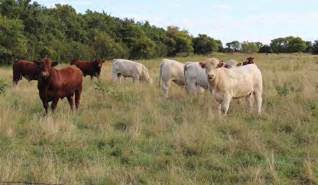 White Cap Charolais With the increasing demand for 2 year old bulls, we decided to set aside a group of young and promising calves to