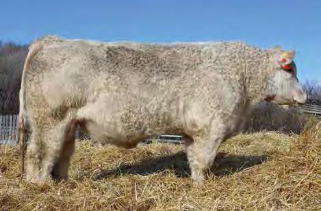 His sire, Bluegrass is a great calving ease bull. prong 3c - Lot 2 3 KNIGHT 4C PMC717225 Feb.