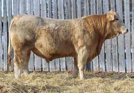 two year old charolais bulls 5 CATALYST 17C QPMC717264 March 23 2015 ROS 17C Polled DWK TILL S ECHO 3N DOUBLE DOWN 8Z MS MARYANNE 10U ERIXON S SPITFIRE 127T MXS DITTO 202Z MXS DITTO 935W Nov.