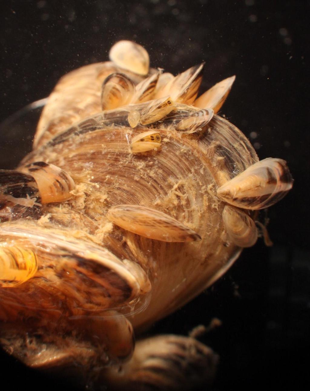 Quagga Mussels in the West and the Colorado River Basin Ricardo