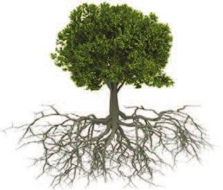Roots feed plants and provide uplift resistance against the wind involving a volume of soil.