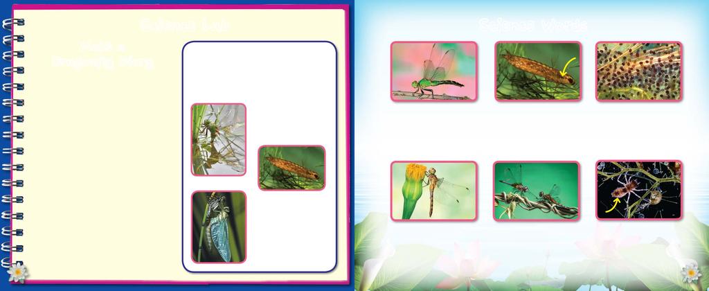 Make a Dragonfly Diary Imagine that you are a scientist studying the life of a dragonfly. Science Lab Read the questions below and think about the answers.
