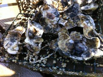 Dredging lessons from accidental oyster sanctuaries By Tom Horton September 6, 2016 The oysters came up in the dredge like I hadn t seen them in 50 years. They were huge and clumped together.