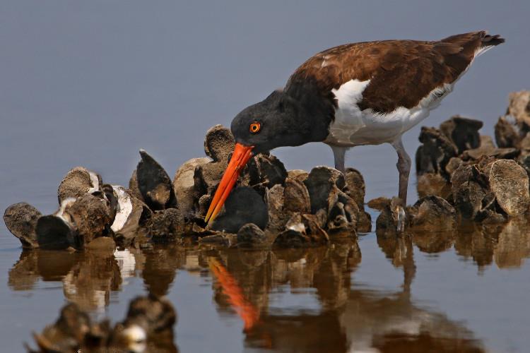 Oystercatchers are just one species that rely on oysters Photo by Kathy Reeves, National Wildlife Photo Contest Climate change is contributing to more frequent and severe storm events and