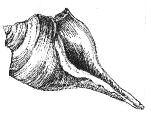 Common Shells of the