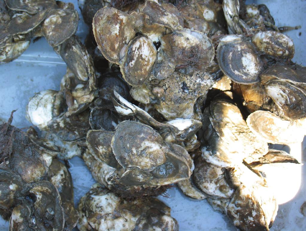 Teacher Resource Guide How the Oyster Built a Town Teacher s Section Theme Natural Resources Historic Resource Bivalve, New Jersey Goal To understand when and how Bivalve became the Oyster Capital of