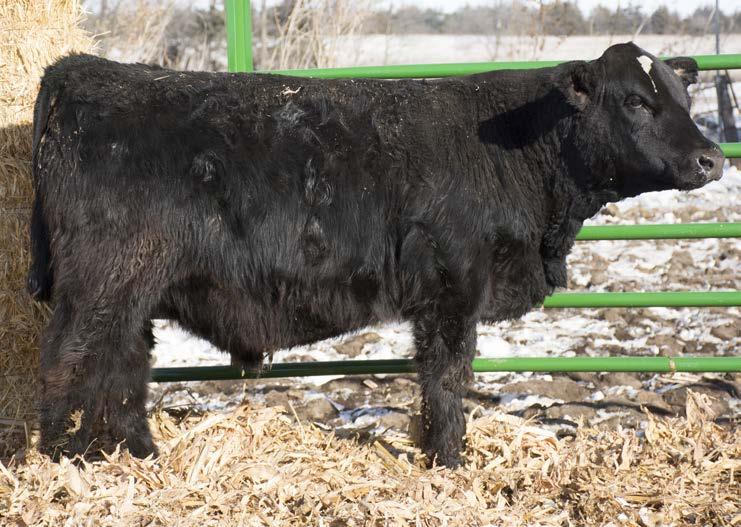 S6119 B REG: #3189465 PB SM Black Homo Polled Adj WW Adj BF BH FORTUNE 94J 729 0.15 SAS 787M SAS 499G 3.33 14.75 This ET bull sired by Upgrade, out of Sandy Acres 787, has excellent carcass traits.