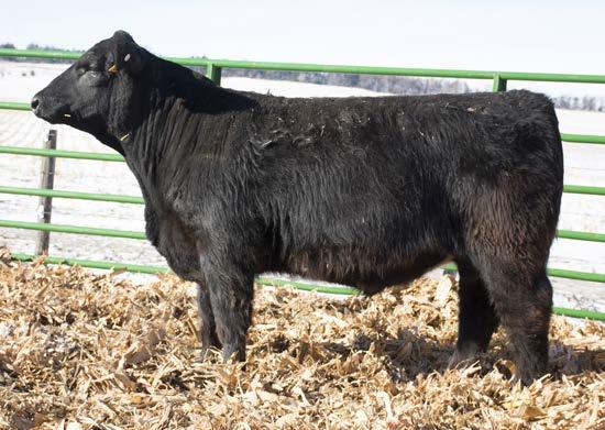 7 LOT 12 - SANDY ACRES 12D 8 4 6 6 7 7 6 7 6 7 5 5 6 This J&C Black Maximizer son will add frame and growth. If you want good looking females he s your bull.