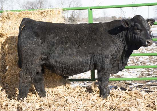 Calving ease, growth and good carcass with a indexed REA of 107. 15 SANDY ACRES 15D REG: #3189474 DOB: 3/13/16 PB SM Red Polled Adj WW Adj BF WS BEEF MAKER R13 721 0.