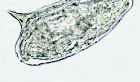 Summary of Schistosome Egg