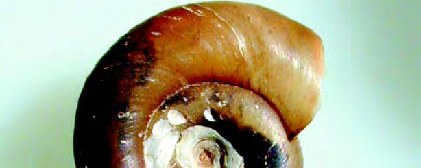 snail host