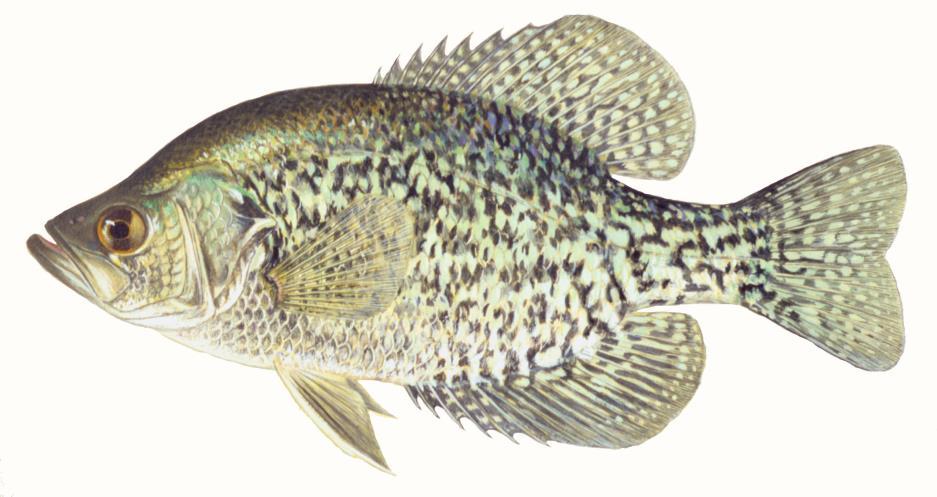 Virginia Beach Angler's Club Crappie Tournament Lake Smith Shore or Boat Saturday, December 8, 2018 Entry Fee: $20.00 per adult angler, $10.00 per child under 16 Space is Limited!