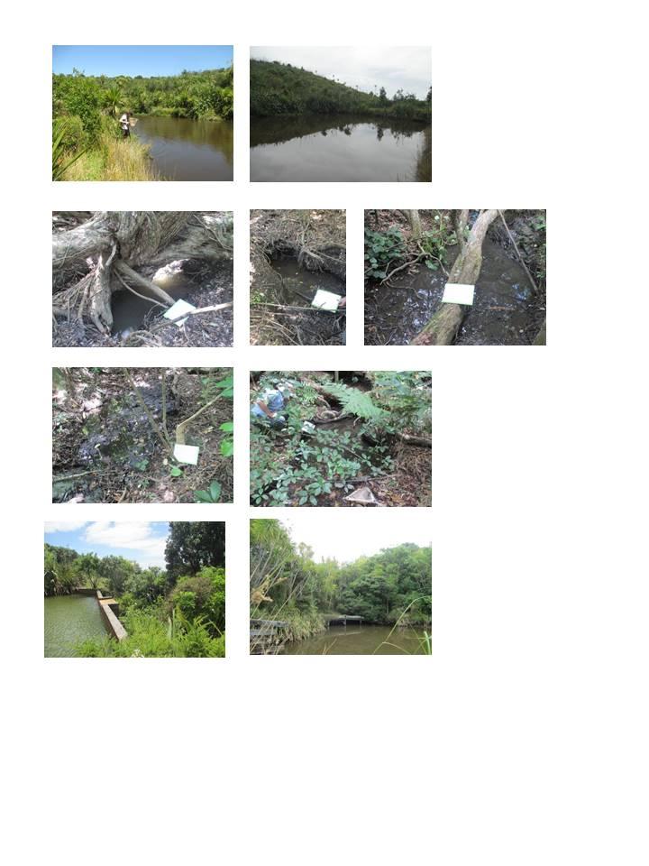 The water is a dark brown colour and riparian plants consist of cabbage tree (Cordyline australis) and flax (Phormium tenax) (Surrey, 2015) (Fig.2). Figure 2: Lower Silvester Dam.