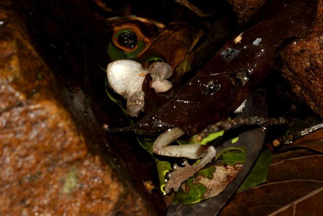 RELEVANCE OF WORK Australian rainforest frogs have been hit hard Many species declined suddenly through the 1980s and 1990s Dead