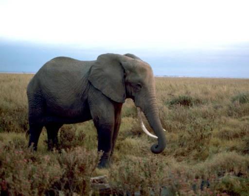 ELEPHANT MEMORY NEEDED TO UNDERSTAND LITIGATION OVER IMPORTATION BANS It is said that elephants have great memories.