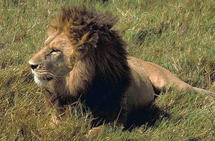 WHAT WERE THEY THINKING? THE AFRICAN LION RULE On December 21, 2015, the U.S. Fish and Wildlife Service (FWS) announced a final rule to list African lions under the Endangered Species Act (ESA).