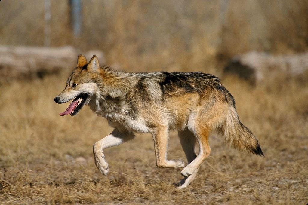 WHERE OH WHERE WILL THE MEXICAN WOLF CASE