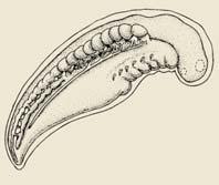 aorta Nephron Endoderm BIO3334 Invertebrate