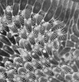 operculum Colonial Bryozoans