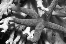 Echinodermata: spiny skin - sea stars, brittle