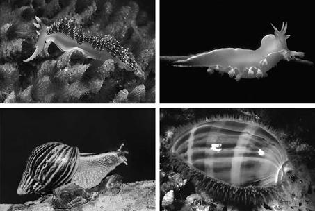 Animal phylogeny based on sequencing of SSU-rRNA Phylum Mollusca: snails, slugs, chitons, clams,