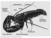 Decapods - lobsters,