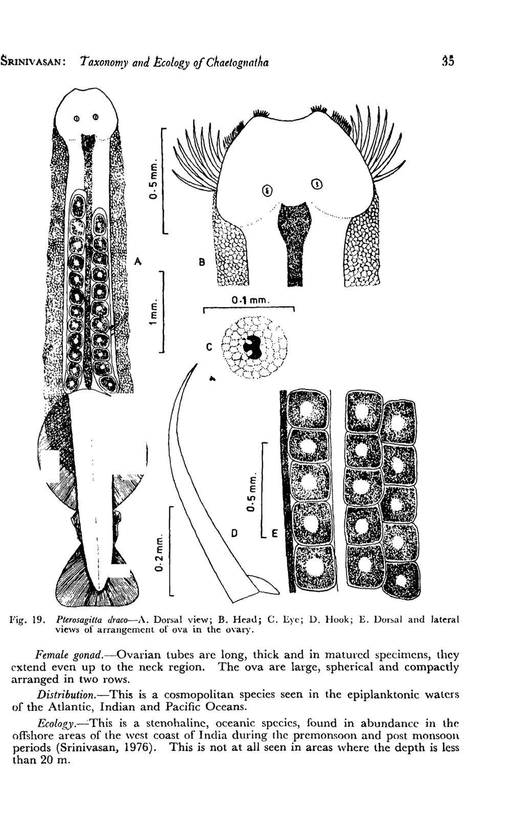 SRINIVASAN: TaXOIZOff1J' and cology of Chaetogllatha e lo o 0.' mm. N o Fig. 19. Pterosagitta draco-a. Dorsal view; B. Heau; C. ye; D. Hook;.