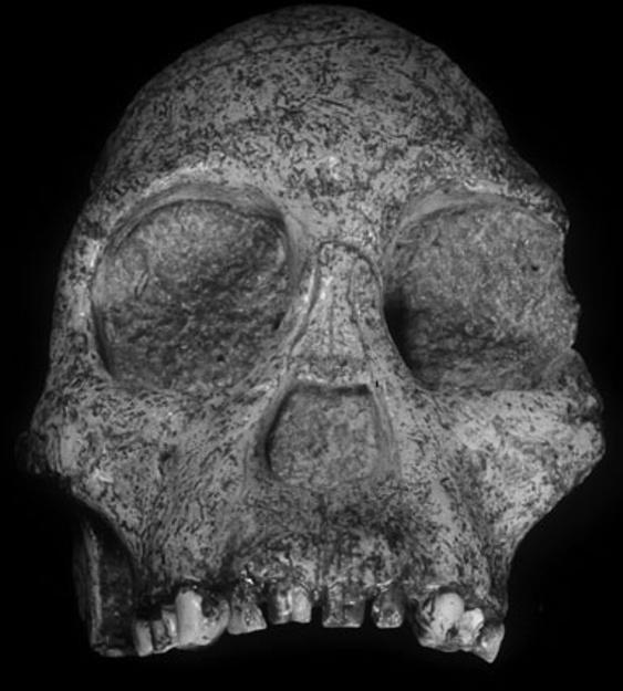 Australopiths from Olduvai are now known to be as old as approximately 1.8 million years ago (e.g., Leakey et al. 1961; Walter et al.