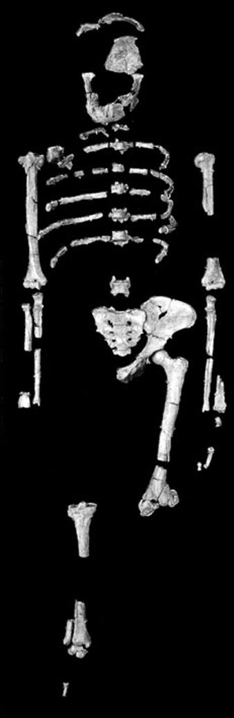 During life, she would have stood about three feet tall and weighed approximately 30 kilograms. Image and copyright courtesy of Eric Delson Heinzelin et al.