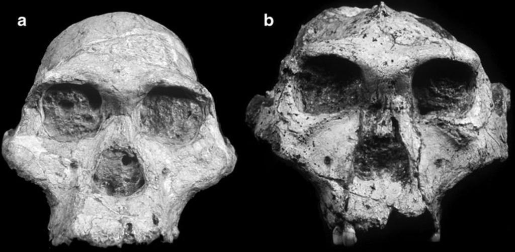 346 Evo Edu Outreach (2010) 3:341 352 Fig. 5 Early hominins from South Africa. a A. africanus from Sterkfontein. b P. robustus from Swartkrans.