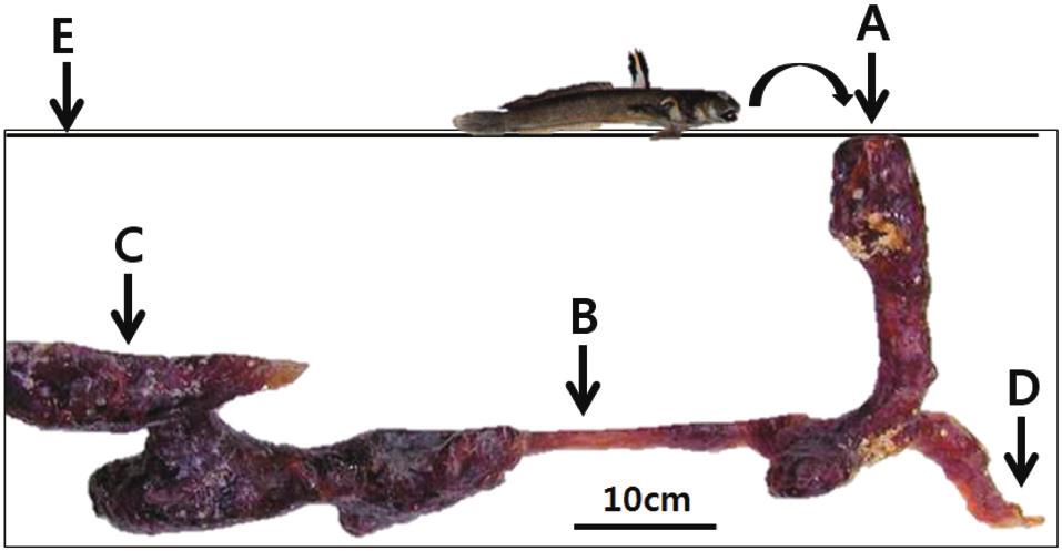 Kim et al. (2011) Sexual Maturity and Early Life History of Scartelaos gigas 1.0 A B Sex ratio (female/pooled) 0.5 C 0.0 Mar. Apr. May June July Aug. Sep. Oct. Month Fig. 5.