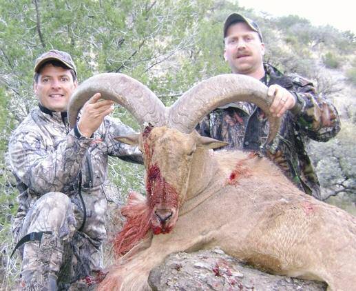 Texas Barbary Sheep (Aoudad) Hunt #13 All the fun and challenge of a sheep hunt, without the huge pricetag. This hunt takes place on huge private ranches, in West Texas, near the town of Marfa.