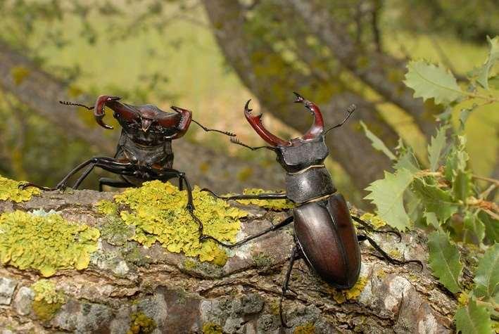 It is the biggest beetle in Europe Male s size can rise 10 centimetres, including its pincers Females can reach 5 centimetres long.