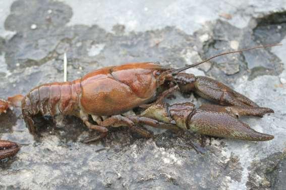 The river crabs are ten legged crustacean that live in fresh water.