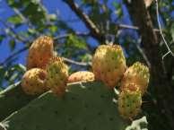 OPUNTIA FICUS-INDICA CONSEQUENCES The introduction of these species has as primordial consequence, the loss