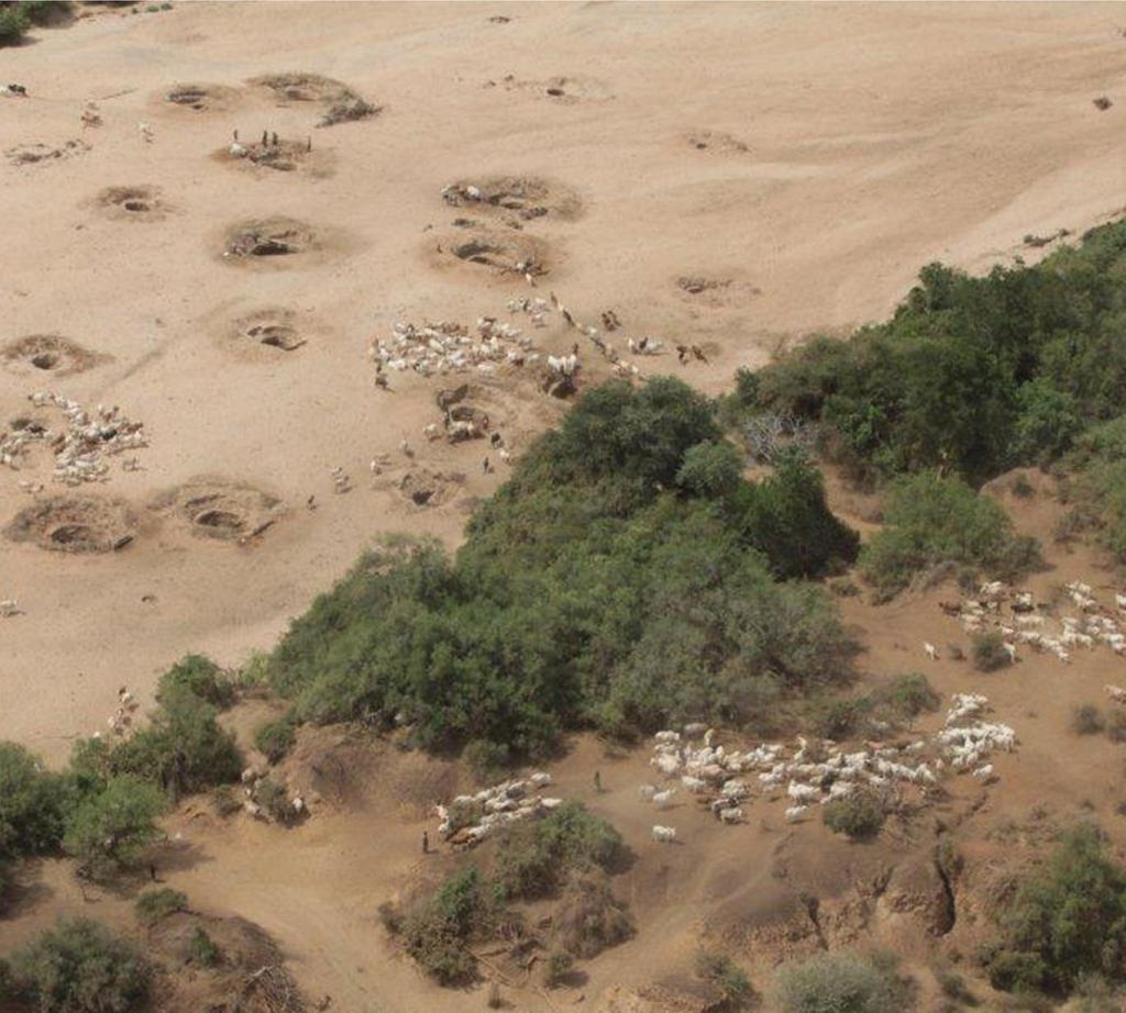 As it has dried off throughout July and August herds of cattle and camels have encroached further into both Tsavo East and West.