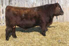 Real Deal 01W and Red KF Barney 53M dams have produced some great looking bulls. He is siring cattle that are easy fleshing, with lots of middle, hair, length of spine, thickness and style.