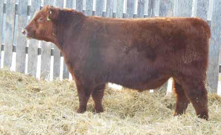 This ET son of the great Baroness 58R cow carries the mass of muscle with the power and strength that 58R has as well. This tremendous Barney daughter sold in our sale last fall to HR Hahn Cattle Co.